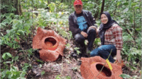 Ekspedisi Sisik Naga lintas komunitas pecinta alam Purbalingga, Jawa Tengah menemukan bunga Rafflesia dari spesies Rhizantes zippeli, 25-28 Oktober 2024. Sumber Foto: Tim Ekspedisi Sisik Naga Ekspedisi Sisik Naga lintas komunitas pecinta alam Purbalingga, Jawa Tengah menemukan bunga Rafflesia dari spesies Rhizantes zippeli, 25-28 Oktober 2024. Sumber Foto: Tim Ekspedisi Sisik Naga