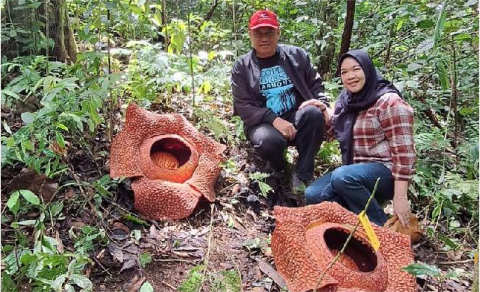 Ekspedisi Sisik Naga lintas komunitas pecinta alam Purbalingga, Jawa Tengah menemukan bunga Rafflesia dari spesies Rhizantes zippeli, 25-28 Oktober 2024. Sumber Foto: Tim Ekspedisi Sisik Naga Ekspedisi Sisik Naga lintas komunitas pecinta alam Purbalingga, Jawa Tengah menemukan bunga Rafflesia dari spesies Rhizantes zippeli, 25-28 Oktober 2024. Sumber Foto: Tim Ekspedisi Sisik Naga