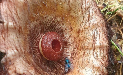 Ekspedisi Sisik Naga Temukan Bunga Rafllesia Rhizanthes Zippelii di Hutan Purbalingga