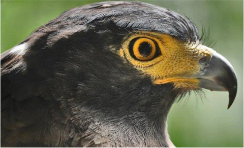 Elang Ular Bido Penjaga Keseimbangan Ekosistem Burung Elang Ular Bido. Sumber Foto: greeners.co