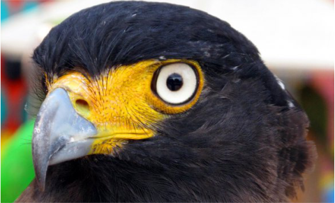 Elang Ular Bido. Sumber Foto: greeners.co