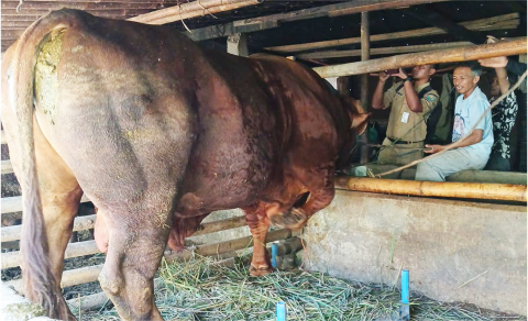 Sapi Limousin milik Rustam (43) asal Desa Karangreja Kecamatan Karangreja Kabupaten Purbalingga terpilih sebagai hewan kurban Presiden RI Prabowo Subianto