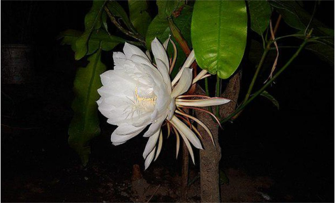 Keistimewaan Mustika Wijaya Kusuma Khodam Jumat Legi Keistimewaan Mustika Wijaya Kusuma Khodam Jumat Legi