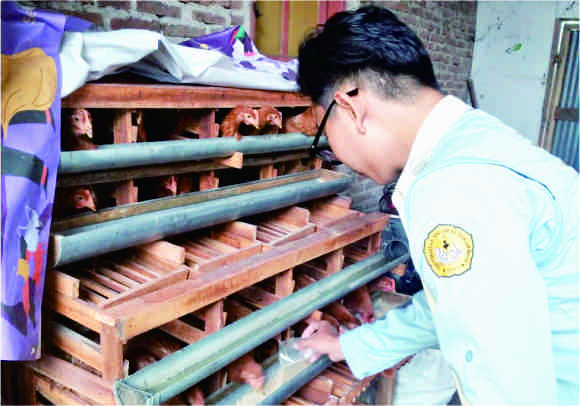 Hasil telur dari program Pengembangan Kapasitas Organisasi Mahasiswa (PPK Ormawa) Unit Kegiatan Mahasiswa Penalaran dan Riset Universitas Jenderal Soedirman Purwokerto (UKMPR Unsoed) nantinya sebagai bahan Pemberian Makanan Tambahan (PMT) di Poliklinik Kesehatan Desa Muntang