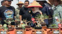 Kabupaten Pemalang menjadi tuan rumah penyelenggaraan Kontes Bonsai Tingkat Nasional tahun 2025, Sabtu 4 Oktober 2025. Kabupaten Pemalang menjadi tuan rumah penyelenggaraan Kontes Bonsai Tingkat Nasional tahun 2025, Sabtu 4 Oktober 2025.
