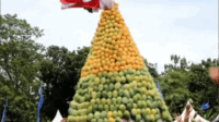 Pemalang Siap Gelar Festival Mangga Bulan November 2025 di Penggarit Pemalang Siap Gelar Festival Mangga Bulan November 2025 di Penggarit