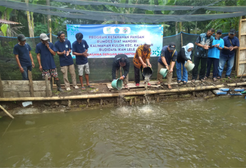 Kelompok Pembudidaya Ikan (Pokdakan) Toya Sae, RT 02 RW 05 Desa Kalimanah Kulon, Kecamatan Kalimanah, Kabupaten Purbalingga, menjalankan budidaya Ikan Lele.