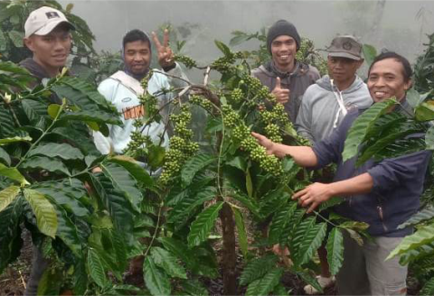 Petani kembali semangat budidayakan Kopi Purbalingga karena kenaikan harga Arabica dan Robusta signifikan. Petani kini menunjukkan gairah besar melirik budidaya tanaman kopi.