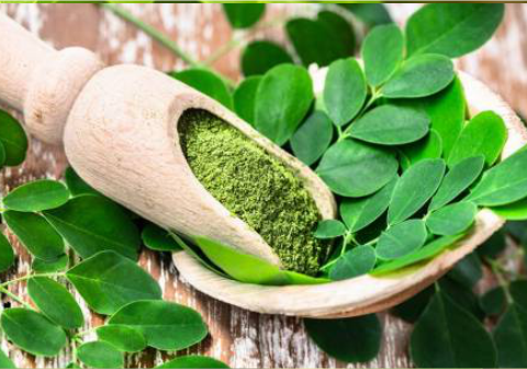 Masyarakat mengenal Moringa oleifera atau daun kelor sebagai "pohon ajaib" yang menyimpan simfoni nutrisi luar biasa. Masyarakat mengenal Moringa oleifera atau daun kelor sebagai "pohon ajaib" yang menyimpan simfoni nutrisi luar biasa.