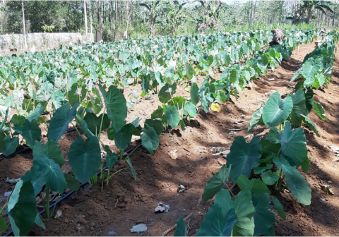 Tanaman talas kini naik kelas dari sekadar panganan tradisional menjadi komoditas unggulan yang menjanjikan keuntungan besar bagi petani.