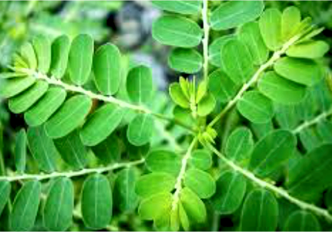 Menakar Khasiat dan Risiko di Balik Daun Kelor, Waspadai Efek Samping Tanaman Ajaib