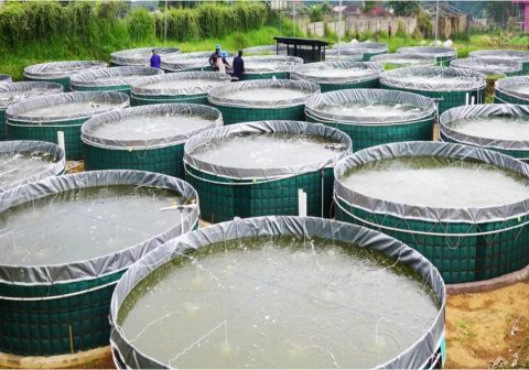 Teknologi Bioflok Pacu Produktivitas Perikanan Darat