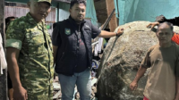 Peristiwa mencekam pada Kamis 14 Mei 2026 malam, sekitar pukul 21.44 WIB, sebongkah batu berdiameter lebih dari 2,5 meter menerjang rumah warga di Dukuh Pejarakan, Desa Wisnu, Kecamatan Watukumpul, Pemalang.