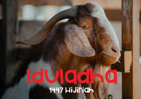 Berkurban Iduladha 1447 Berkurban Iduladha 1447