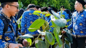 Para CPNS wajib membawa satu bibit tanaman seperti tabebuya atau karet kebo sebelum acara mulai sebagai simbol kepedulian lingkungan.