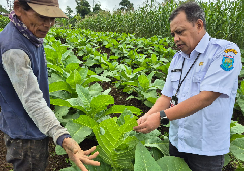 Kepala DPPP Kabupaten Purbalingga, Prayitno, menyebut cuaca tak menentu mengganggu proses penjemuran. Dampaknya, kualitas hasil panen menurun sehingga harga jual anjlok.