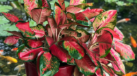 Pohon sri rejeki atau aglaonema menjadi pilihan favorit yang memancarkan energi kelimpahan materi.
