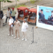 Sebanyak 250 pengayuh becak Purbalingga mengikuti pelatihan dan praktik mengoperasikan becak listrik bantuan Presiden Prabowo Subianto dari PT Pindad. Sebanyak 250 pengayuh becak Purbalingga mengikuti pelatihan dan praktik mengoperasikan becak listrik bantuan Presiden Prabowo Subianto dari PT Pindad.